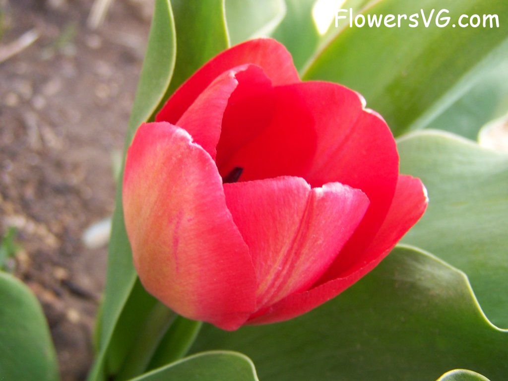 tulip flower Photo abflowers7424.jpg
