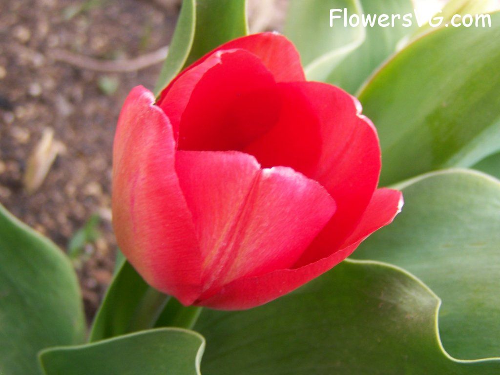 tulip flower Photo abflowers7425.jpg