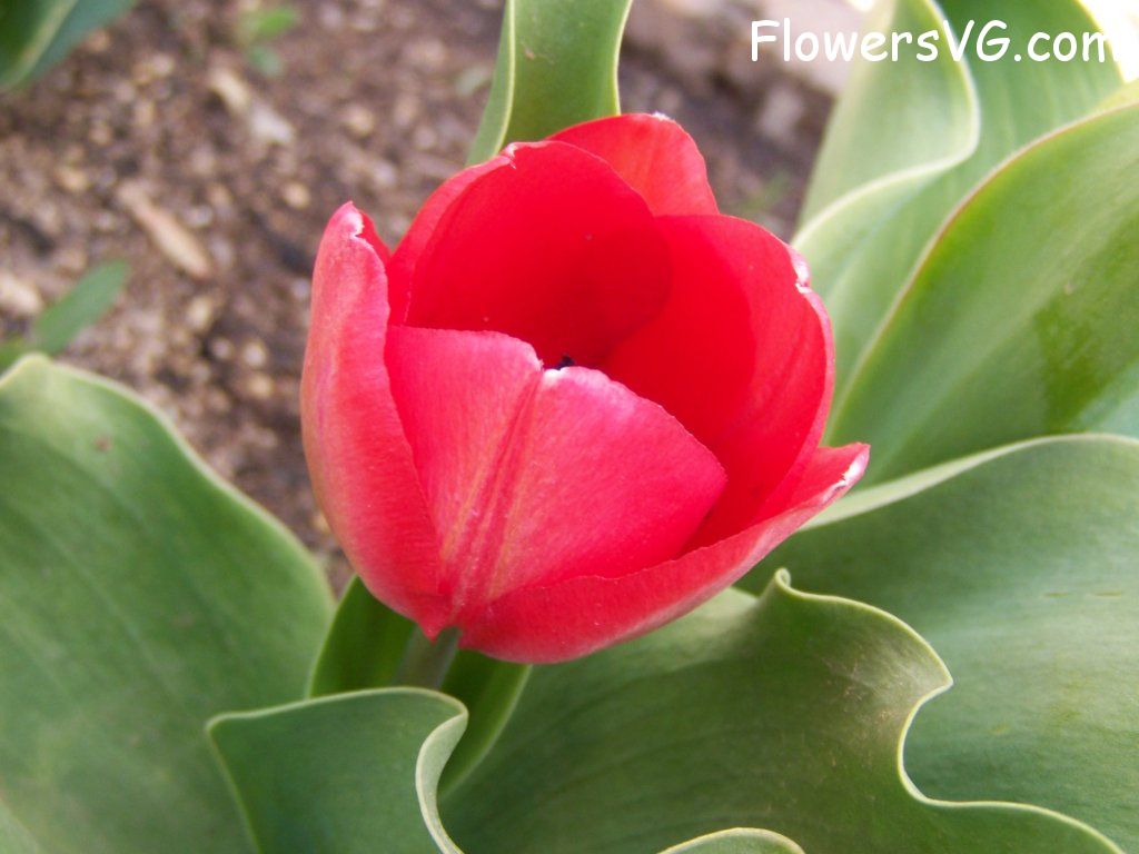 tulip flower Photo abflowers7426.jpg