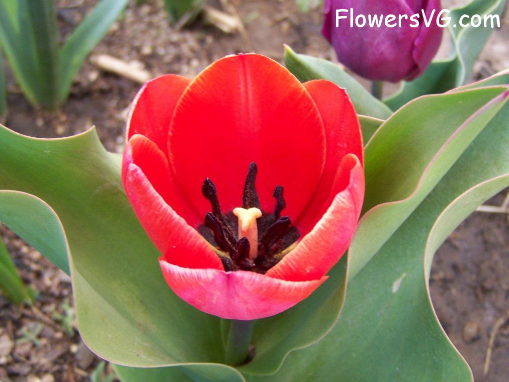 tulip flower Photo abflowers7428.jpg