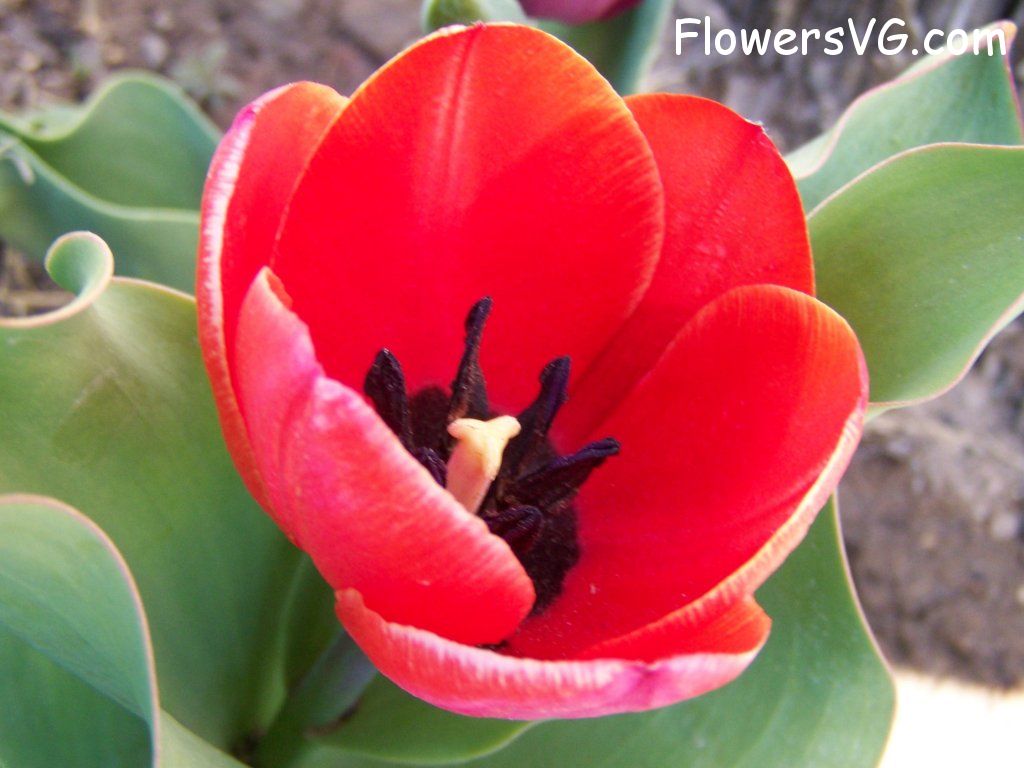 tulip flower Photo abflowers7429.jpg