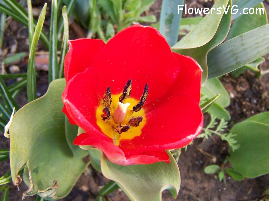 tulip flower Photo abflowers7434.jpg
