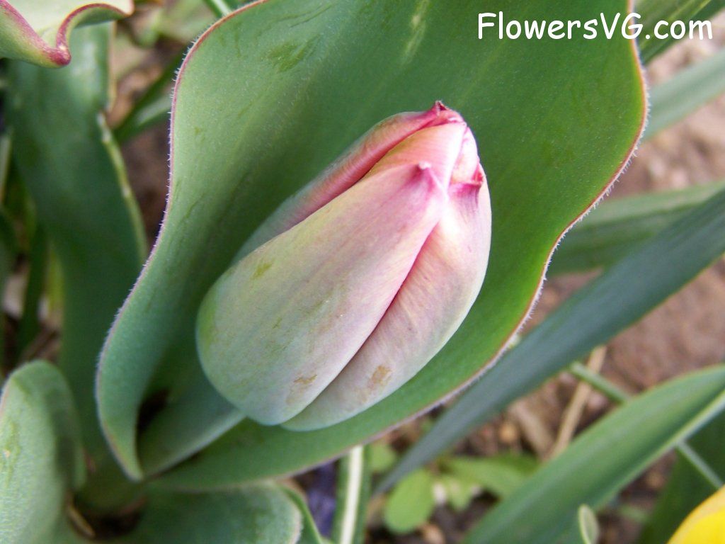 tulip flower Photo abflowers7440.jpg