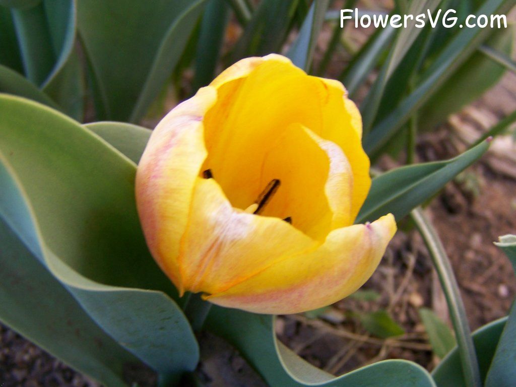 tulip flower Photo abflowers7457.jpg