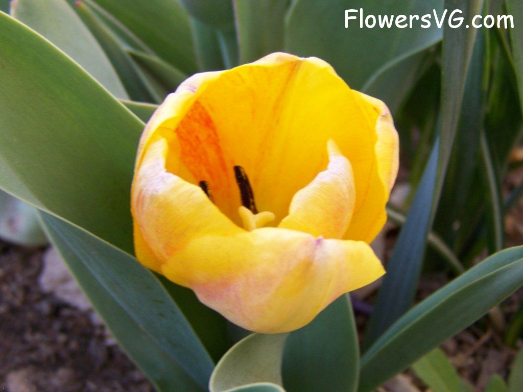 tulip flower Photo abflowers7458.jpg