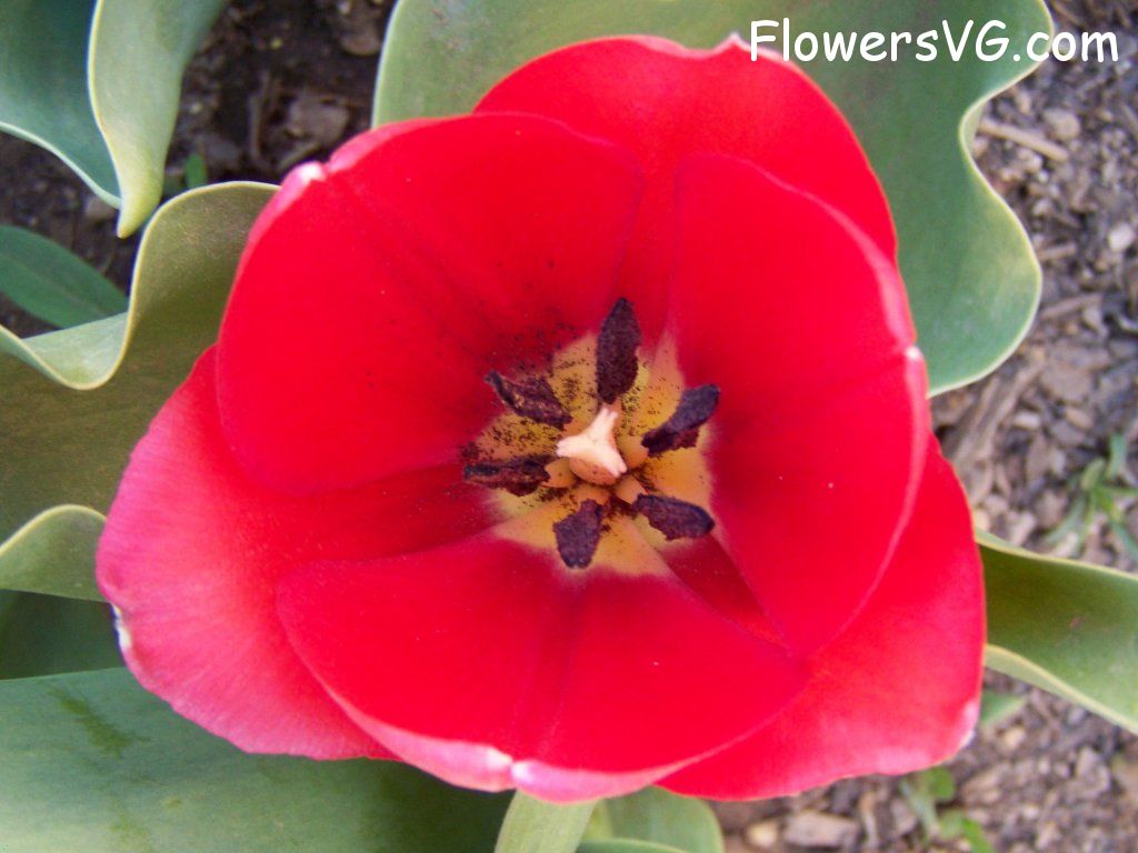 tulip flower Photo abflowers7463.jpg