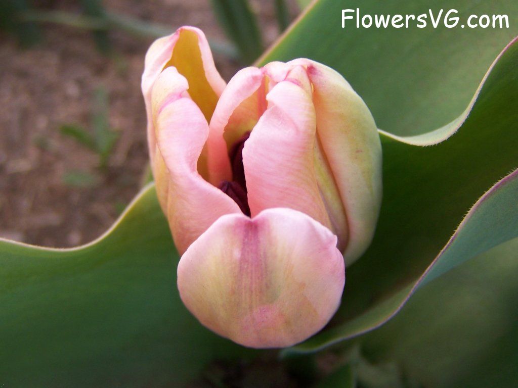 tulip flower Photo abflowers7470.jpg