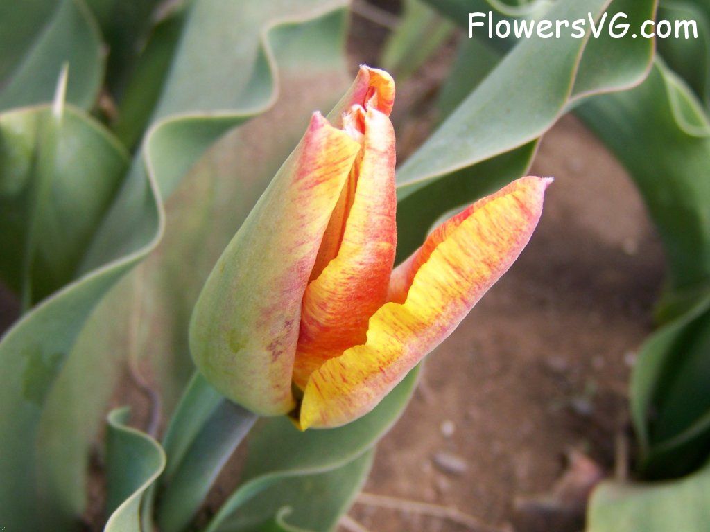 tulip flower Photo abflowers7473.jpg