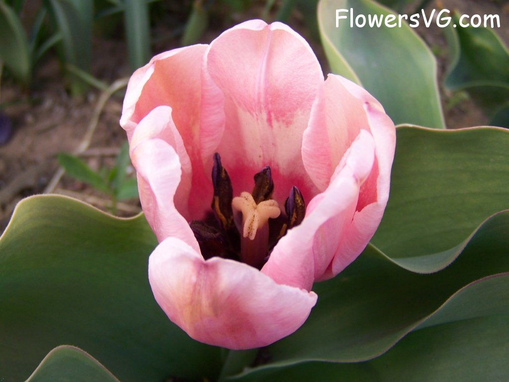 tulip flower Photo abflowers7491.jpg