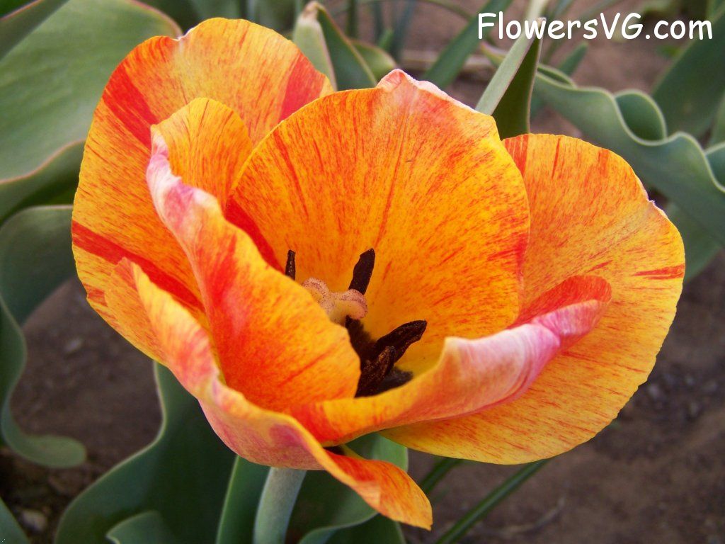 tulip flower Photo abflowers7493.jpg
