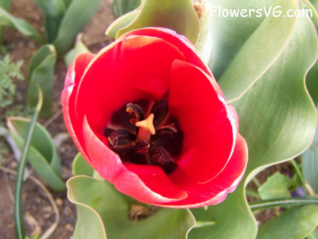 tulip flower Photo abflowers7508.jpg