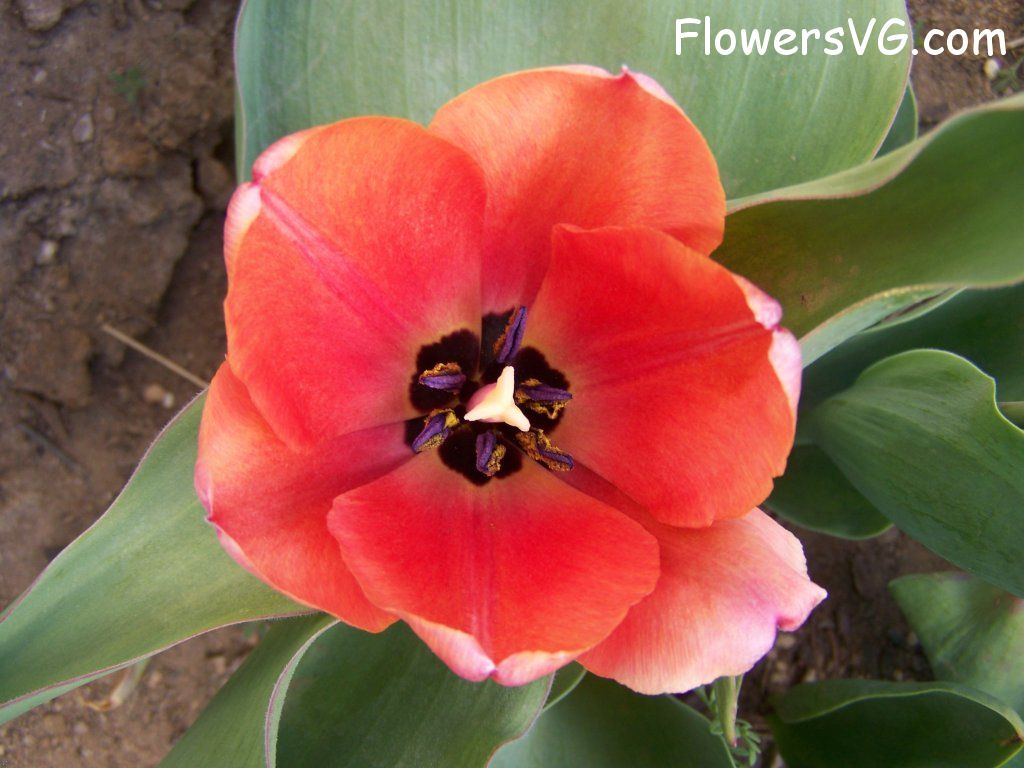 tulip flower Photo abflowers7511.jpg