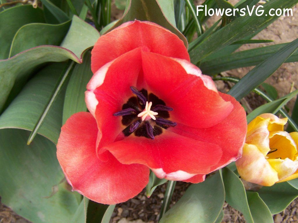 tulip flower Photo abflowers7514.jpg