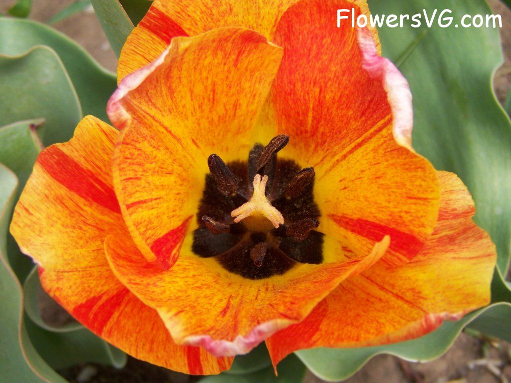 tulip flower Photo abflowers7517.jpg