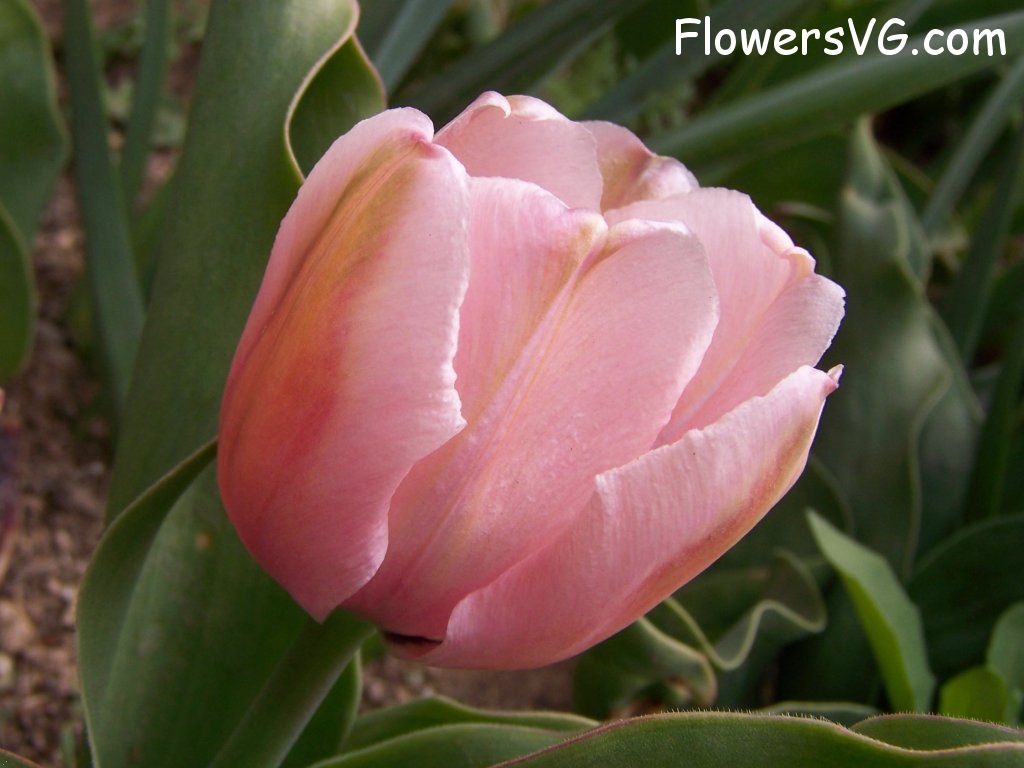 tulip flower Photo abflowers7518.jpg