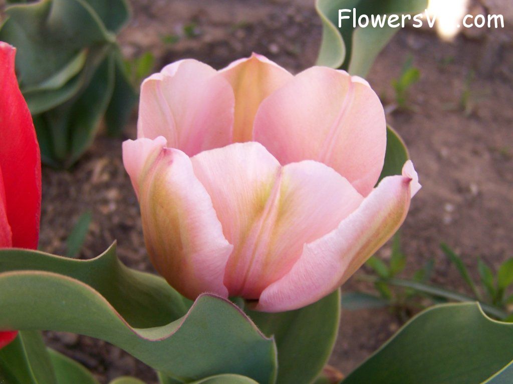 tulip flower Photo abflowers7522.jpg