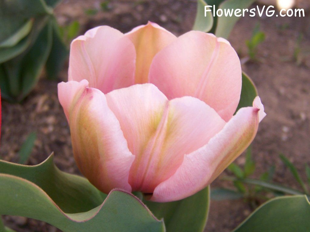 tulip flower Photo abflowers7523.jpg