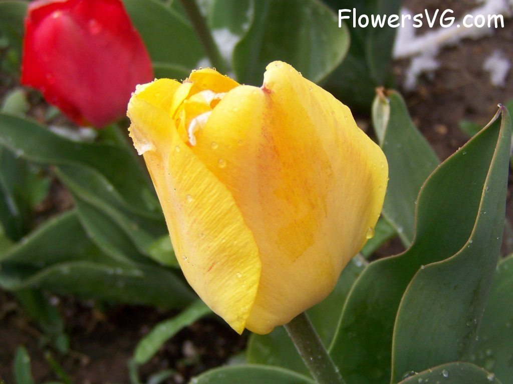 tulip flower Photo abflowers7525.jpg