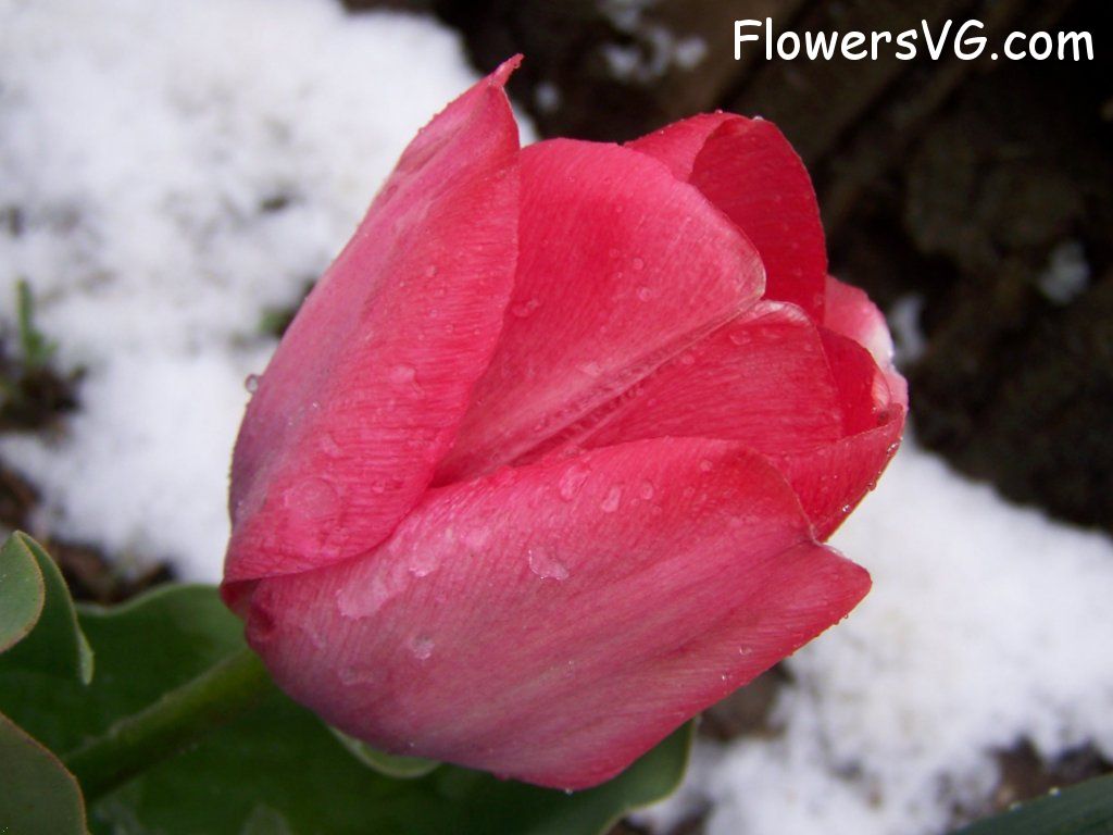 tulip flower Photo abflowers7531.jpg