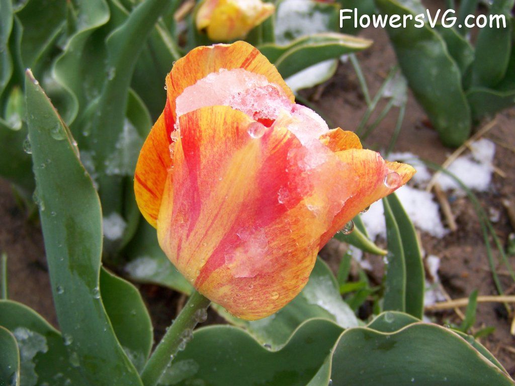 tulip flower Photo abflowers7536.jpg