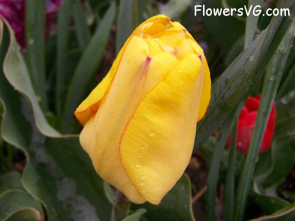 tulip flower Photo abflowers7543.jpg
