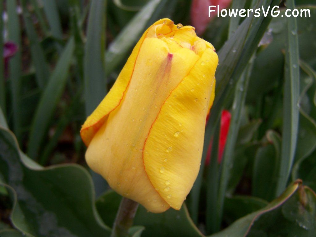 tulip flower Photo abflowers7545.jpg