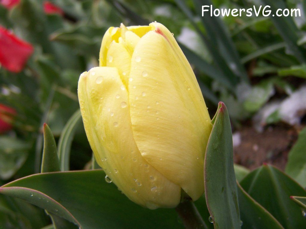 tulip flower Photo abflowers7546.jpg
