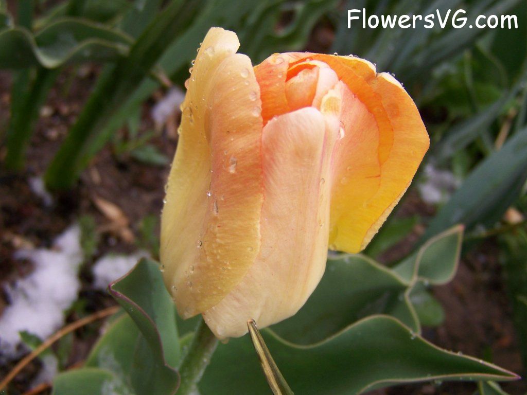 tulip flower Photo abflowers7548.jpg