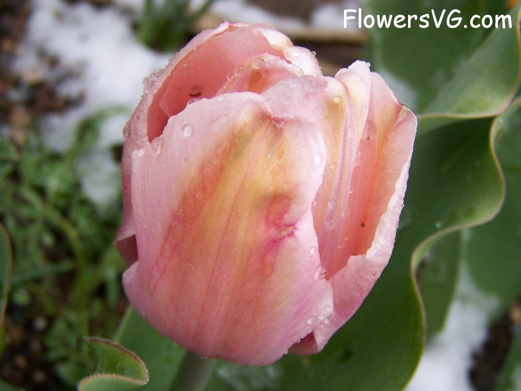 tulip flower Photo abflowers7553.jpg