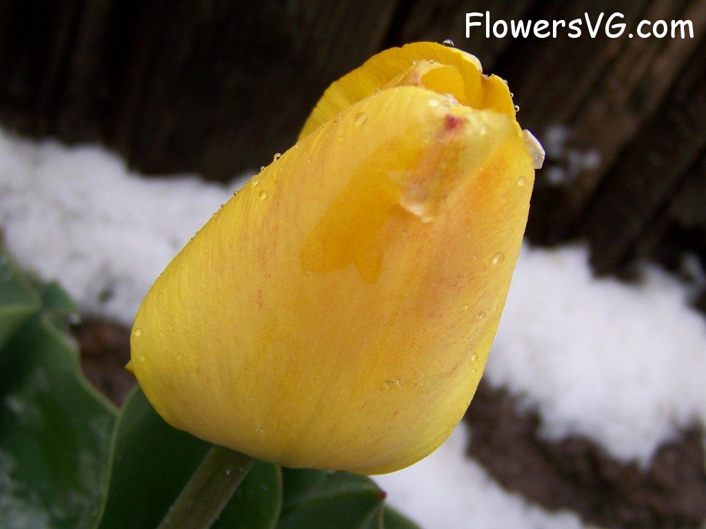 tulip flower Photo abflowers7554.jpg