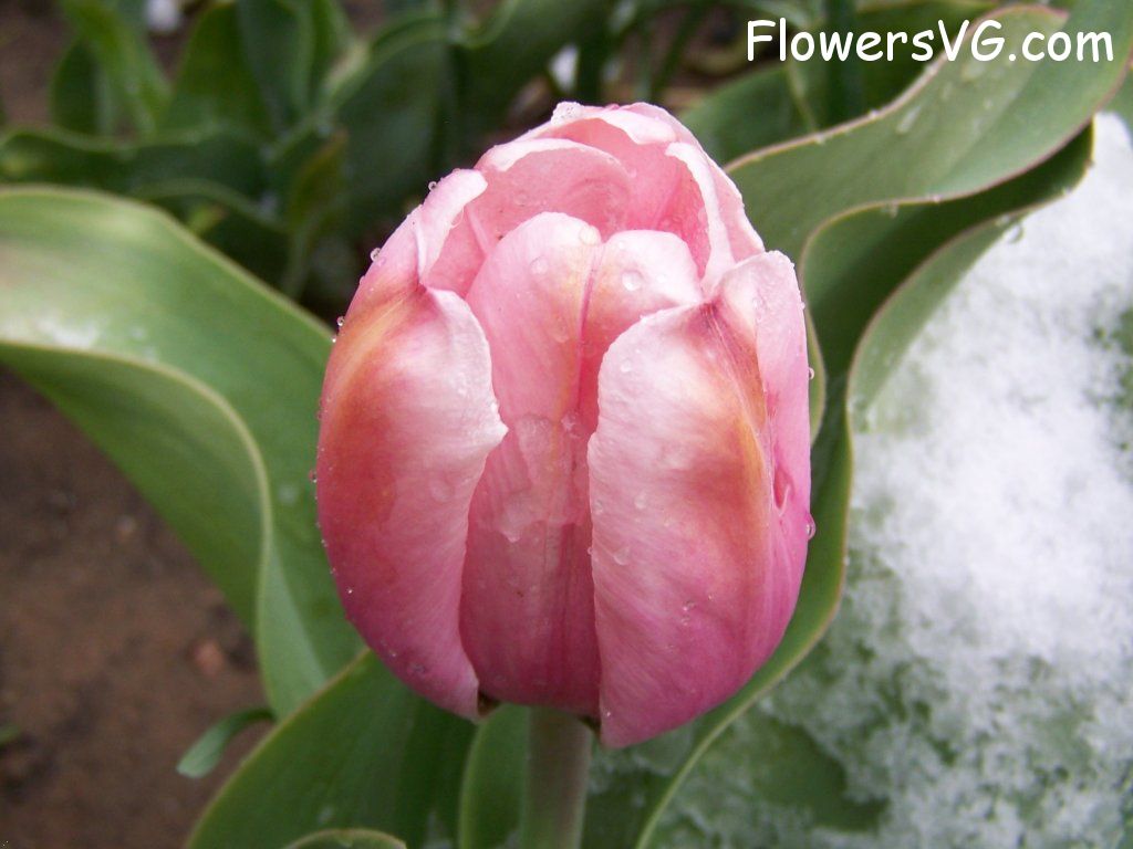 tulip flower Photo abflowers7559.jpg