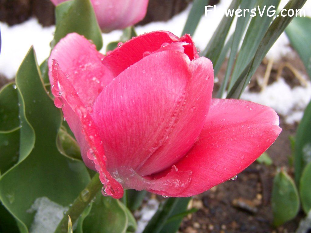 tulip flower Photo abflowers7567.jpg