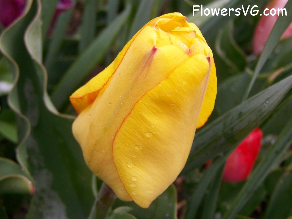 tulip flower Photo abflowers7578.jpg