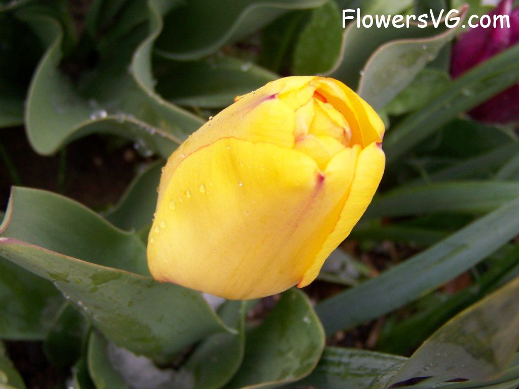 tulip flower Photo abflowers7582.jpg
