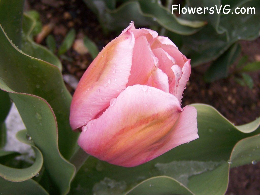 tulip flower Photo abflowers7585.jpg