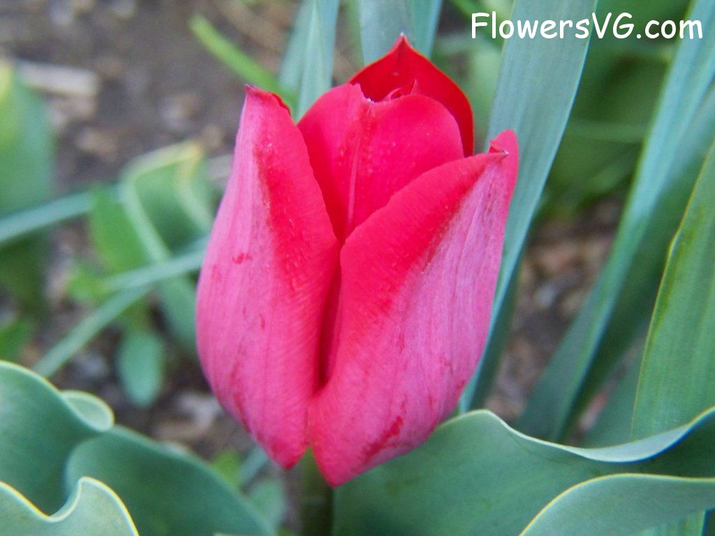 tulip flower Photo abflowers7597.jpg