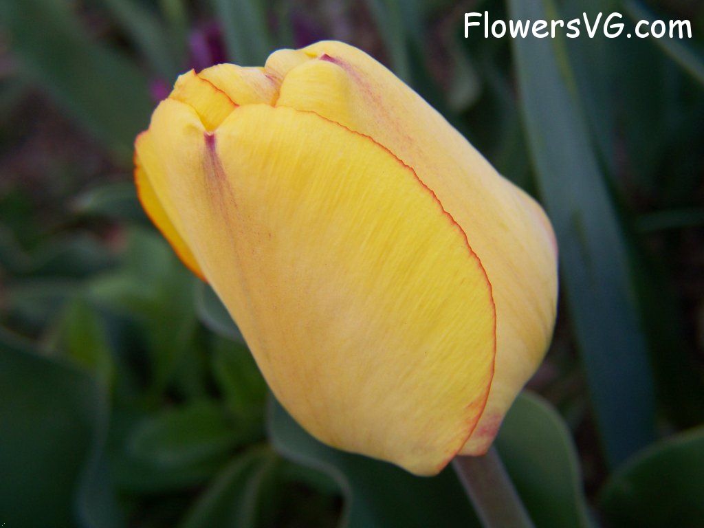 tulip flower Photo abflowers7601.jpg