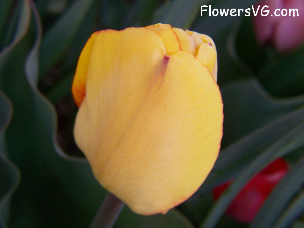 tulip flower Photo abflowers7602.jpg