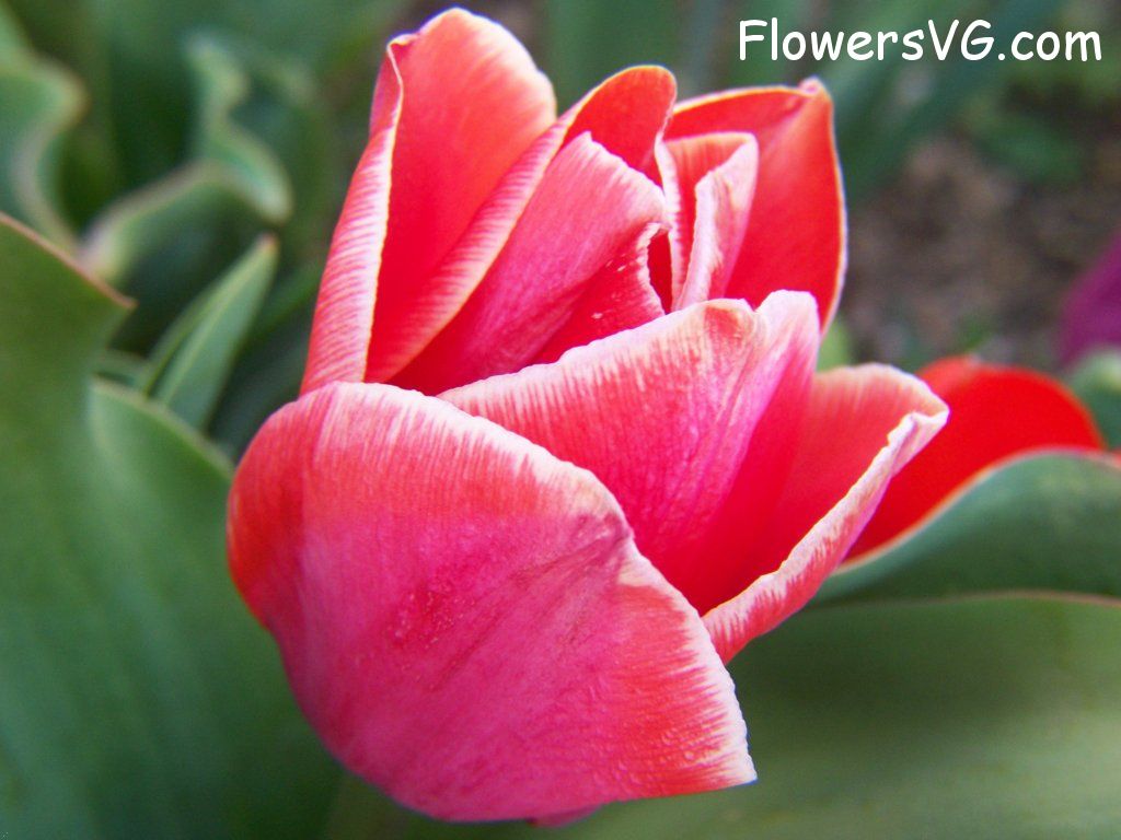 tulip flower Photo abflowers7604.jpg