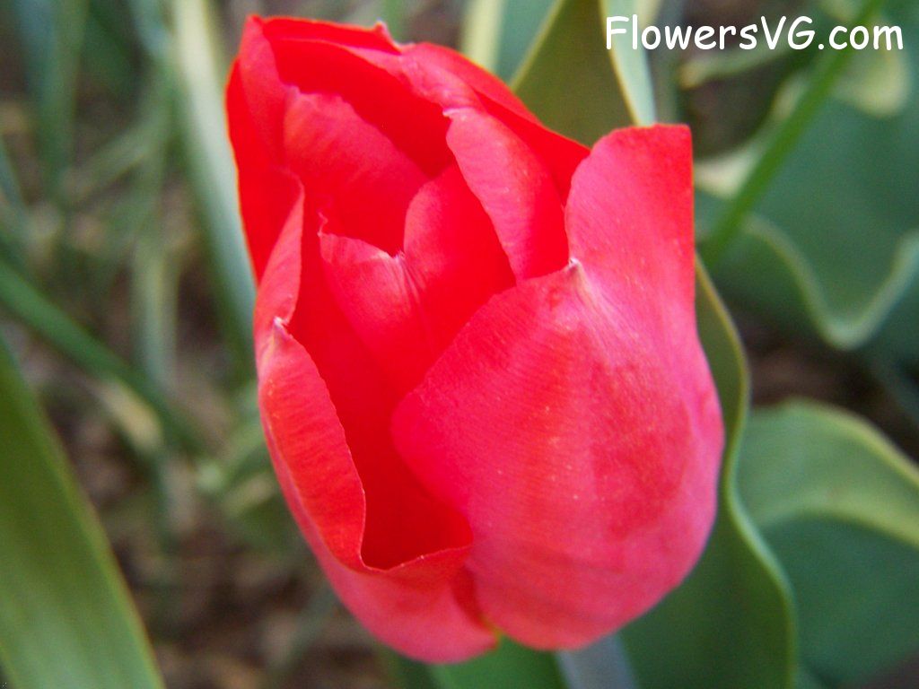 tulip flower Photo abflowers7606.jpg
