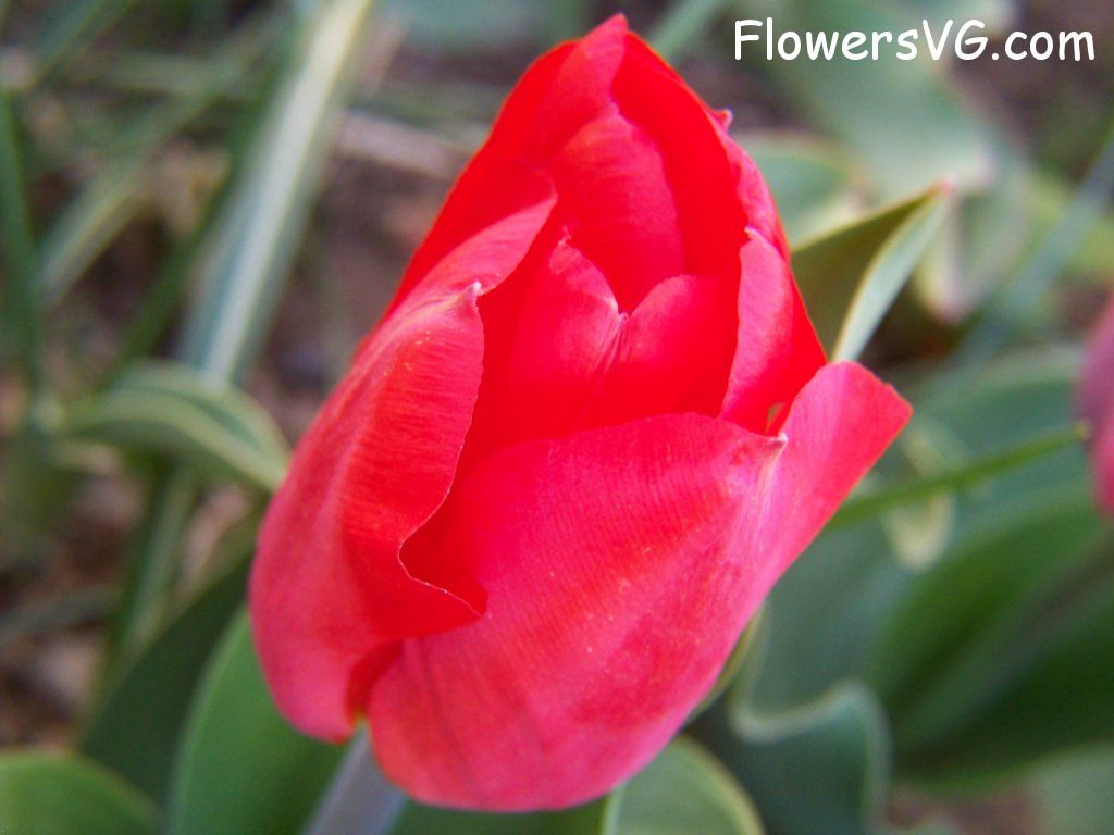 tulip flower Photo abflowers7607.jpg