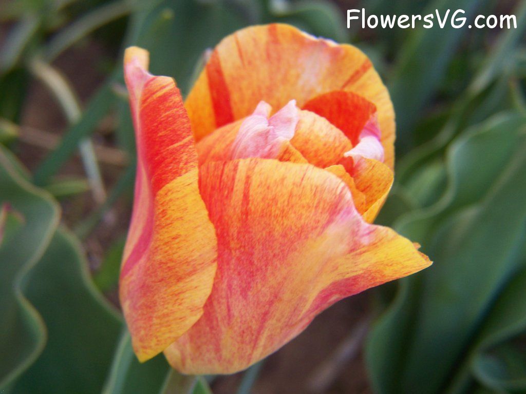 tulip flower Photo abflowers7609.jpg