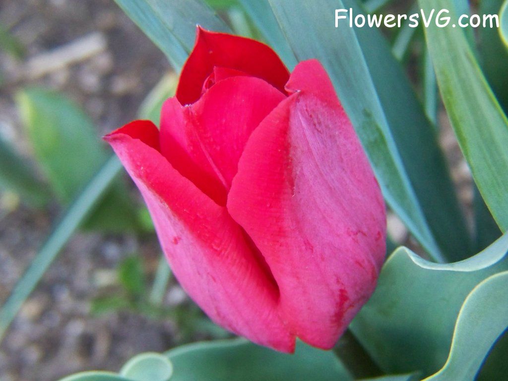 tulip flower Photo abflowers7612.jpg