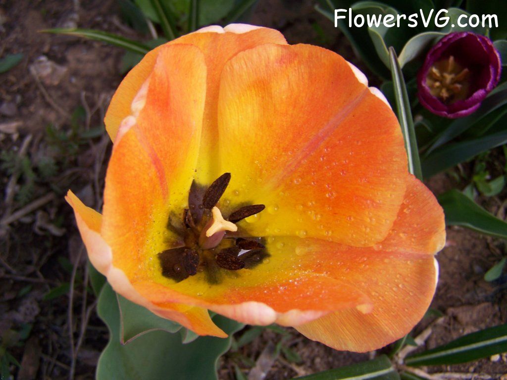 tulip flower Photo abflowers7615.jpg