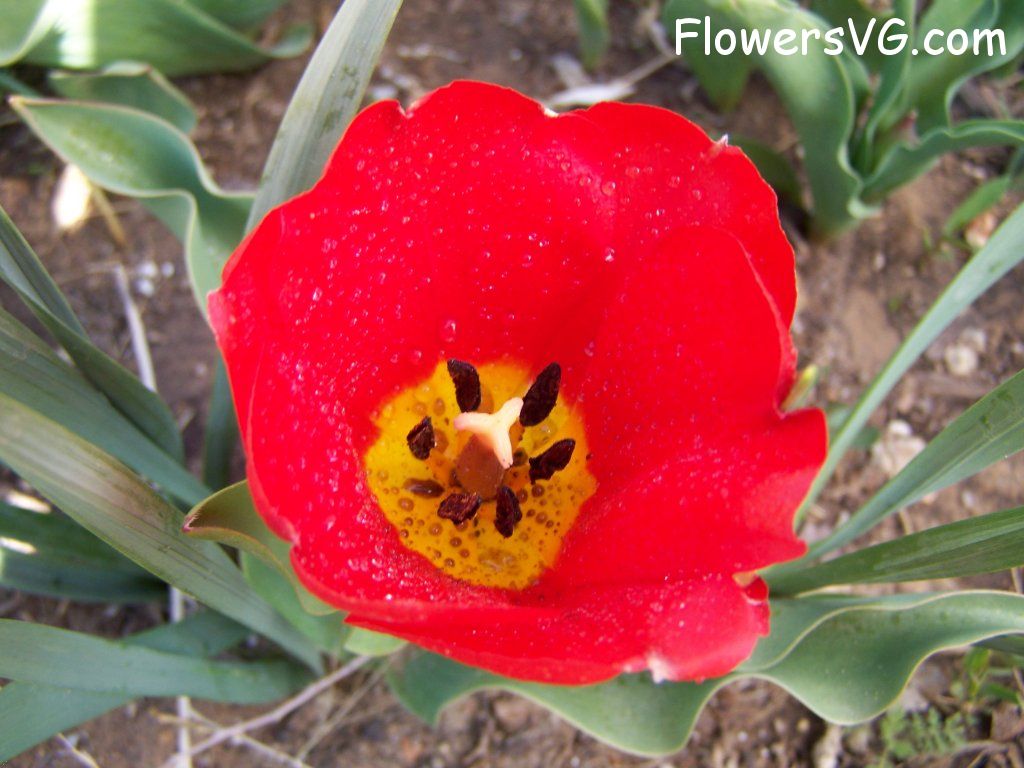 tulip flower Photo abflowers7616.jpg