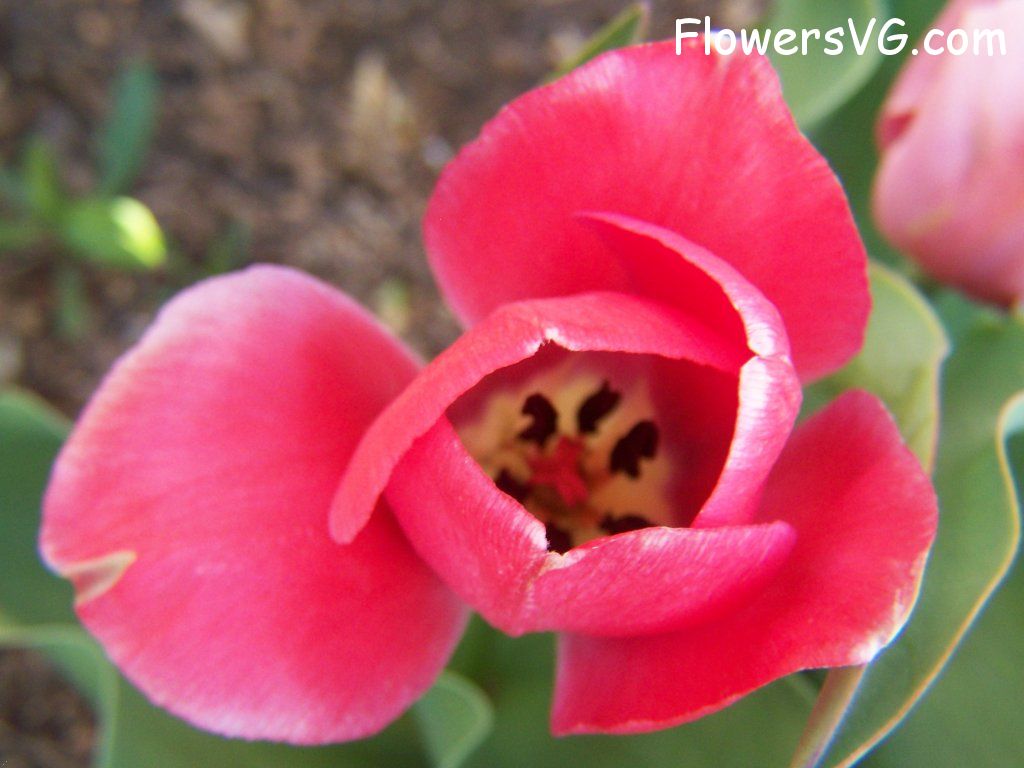 tulip flower Photo abflowers7617.jpg
