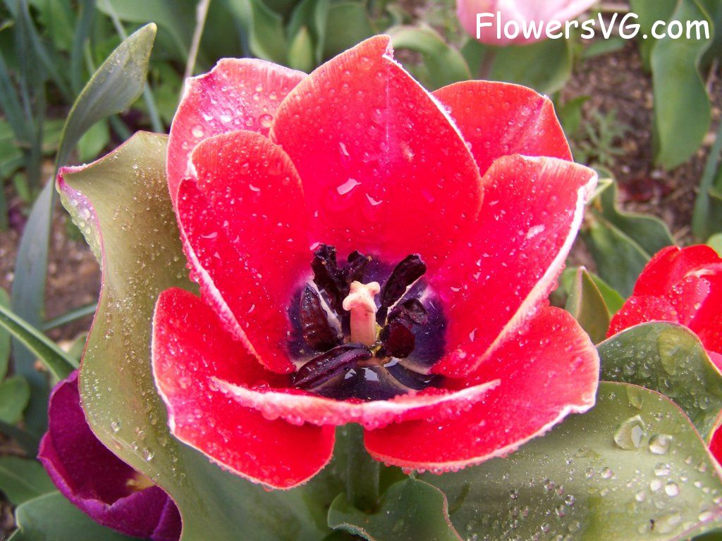 tulip flower Photo abflowers7621.jpg