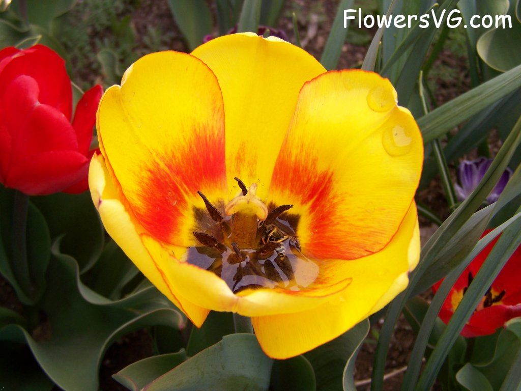 tulip flower Photo abflowers7622.jpg