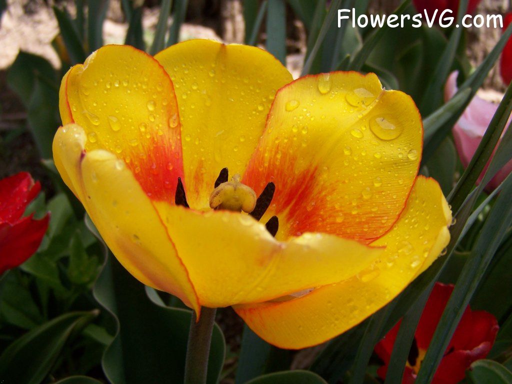 tulip flower Photo abflowers7625.jpg