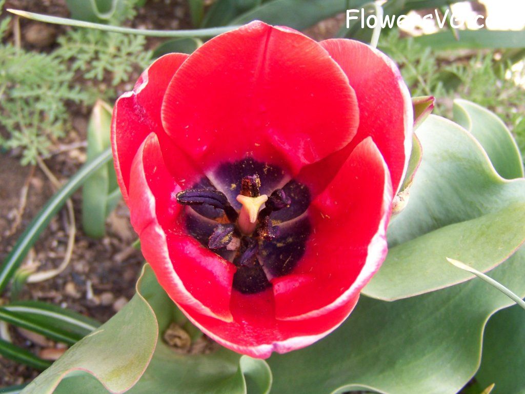 tulip flower Photo abflowers7627.jpg